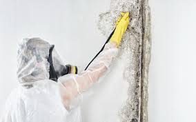 Why you should choose our mold remedi tion services in #city